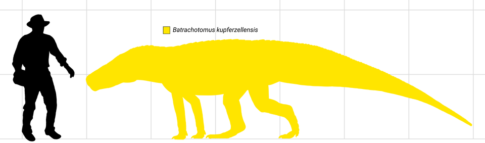 Scale diagram showing the size comparison between a human and Batrachotomus kupferzellensis, with the rauisuchian outlined in yellow and appearing significantly larger and longer than the human silhouette.