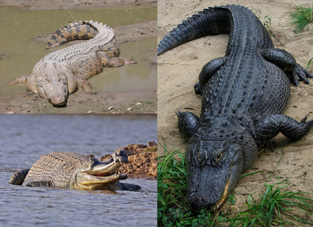Photo montage showing three different modern crocodilians: the top left features a saltwater crocodile resting on muddy ground, the bottom left shows a gharial in water with its long, narrow snout open, and the right side displays an American alligator lying on sand with its broad snout and dark, textured skin.