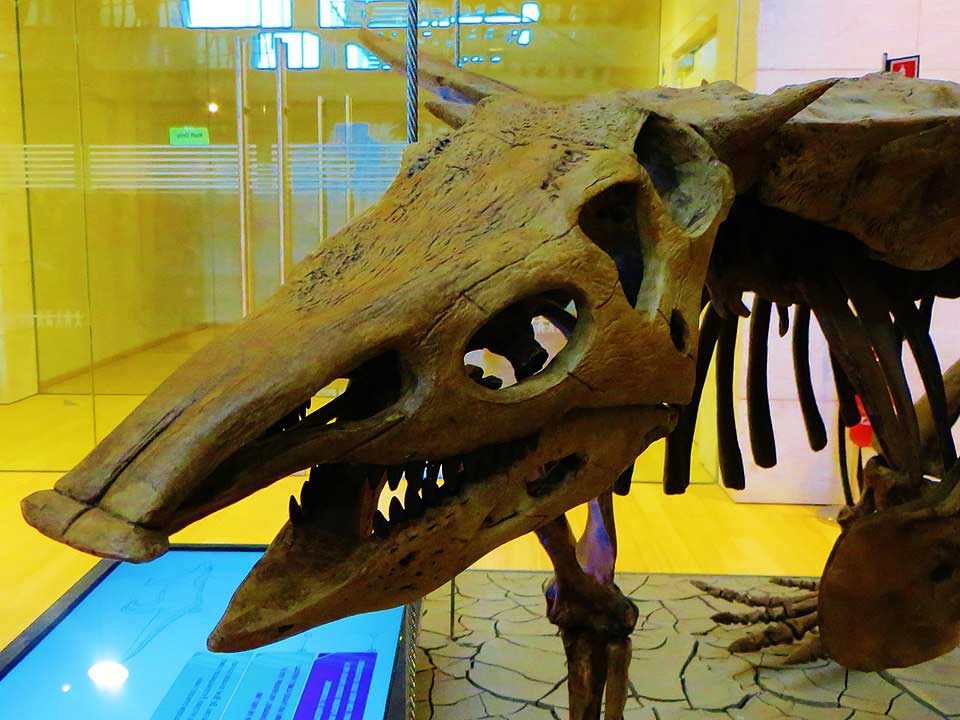 Close-up view of a mounted skull of *Desmatosuchus spurensis*, an armoured aetosaur from the Late Triassic, showing its elongated snout, peg-like teeth, and distinct bony ridges on display in a museum exhibit.