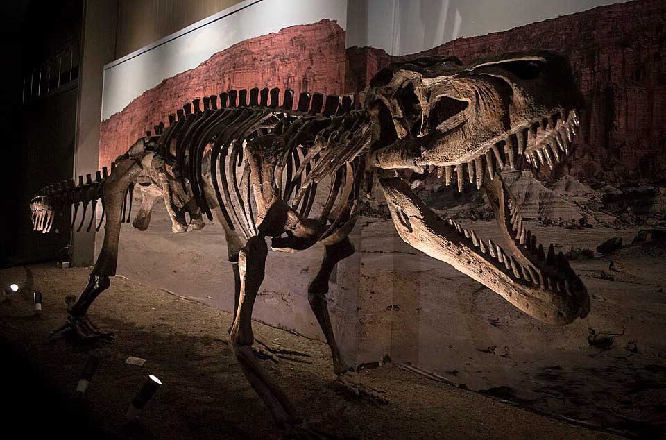 Mounted skeleton of a large predatory archosaur displayed in a museum exhibit, shown in a dynamic pose with jaws open wide, set against a mural backdrop of Triassic red rock formations from the Ischigualasto region of Argentina