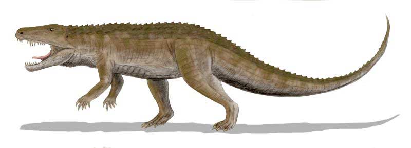 Life reconstruction of *Ornithosuchus*, a Triassic archosaur, shown in a side profile with an elongated snout, slender limbs, and a slightly arched back, resembling a crocodile-like predator with a long tail.