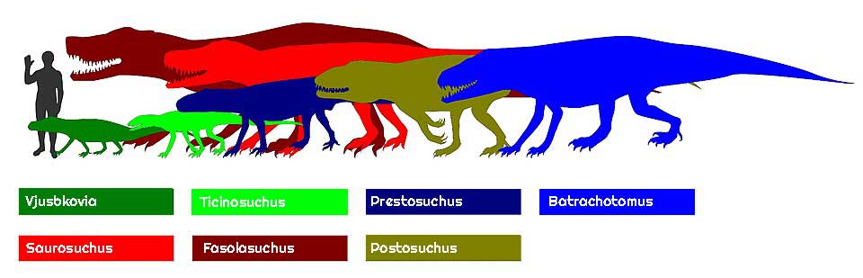 Size comparison chart showing several rauisuchian archosaurs alongside a human silhouette. The species illustrated include Vjushkovia, Ticinosuchus, Prestosuchus, Batrachotomus, Saurosuchus, Fasolasuchus, and Postosuchus, each colour-coded and arranged from smallest to largest.