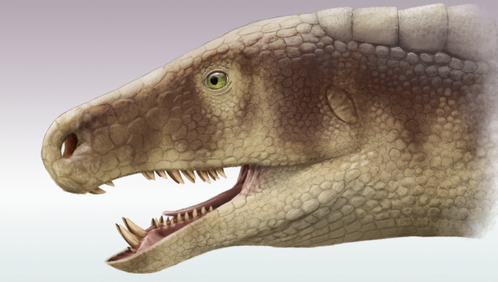 Close-up life reconstruction of Riojasuchus, a Late Triassic rauisuchian, showing detailed scaly skin texture, forward-facing eyes, and sharp teeth in an open mouth.