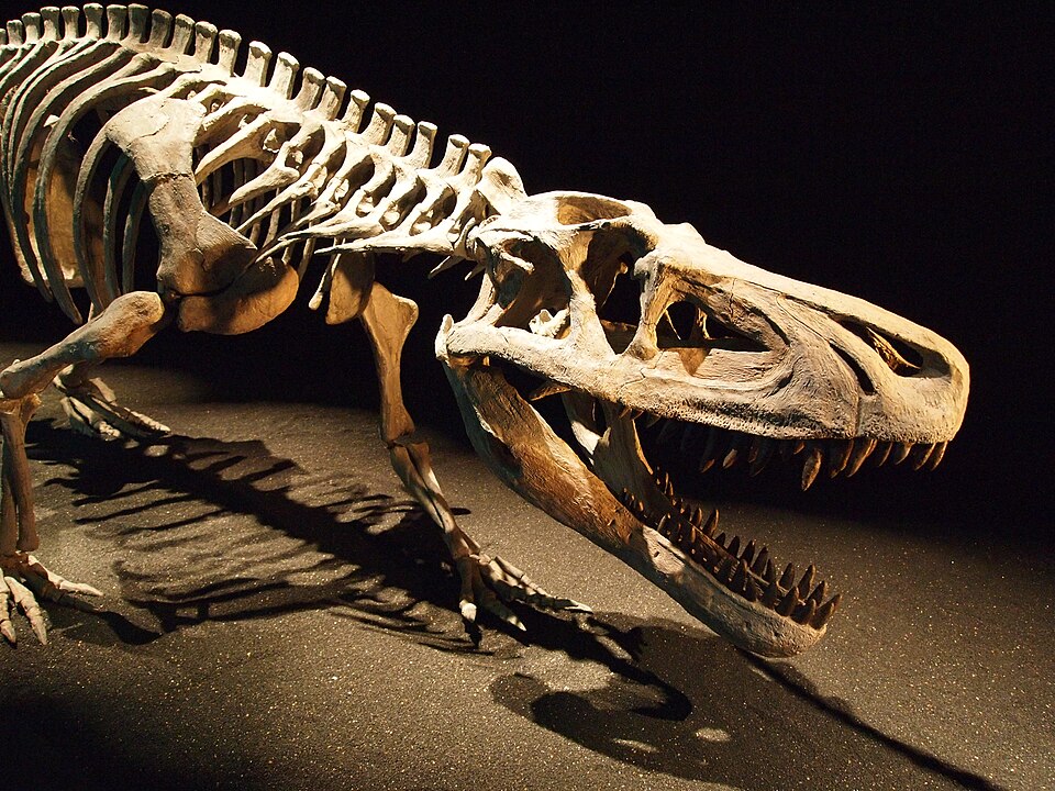 Mounted skeleton of Saurosuchus, a large Triassic rauisuchian predator, displayed under dramatic lighting with its jaws open wide, highlighting its powerful skull and robust limbs.
