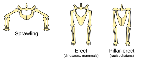 Hip joint and hindlimb postures of "sprawling" (lizards and crocodilians) "erect" (mammals and dinosaurs), and "pillar-erect" ("rauisuchians" and aetosaurs)