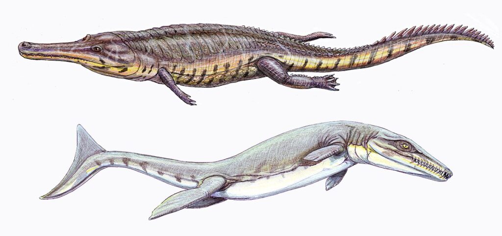 Life reconstructions of two thalattosuchian crocodyliforms, showing the evolutionary shift from a semi-aquatic form (top) with limbs and a muscular tail to a fully marine form (bottom) with paddle-like limbs and a tail fluke, resembling a marine reptile.