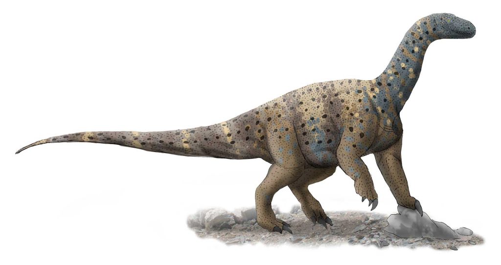 Reconstruction of Antetonitrus, a long-necked dinosaur with a lengthy tail, depicted in a naturalistic setting.
