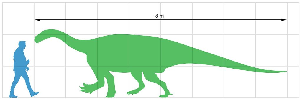 A person stands beside a large Antetonitrus dinosaur, highlighting a size comparison between them.