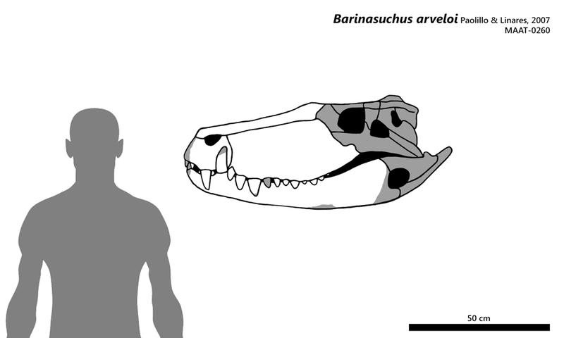 Diagram showing the skull of *Barinasuchus arveloi*, a giant sebecid crocodyliform, next to a human silhouette for scale. The skull is massive and deep-snouted, with prominent teeth, highlighting the animal's role as a large terrestrial predator.