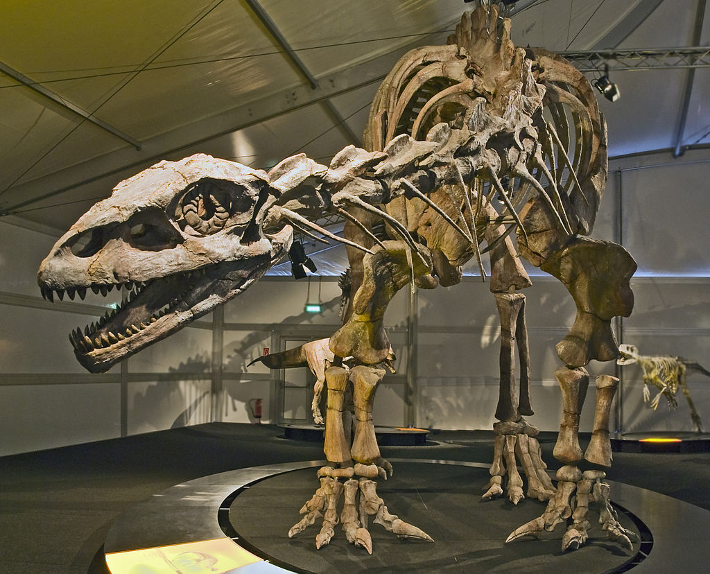 A Lessemsaurus Senckenberg skeleton displayed prominently in a museum setting.