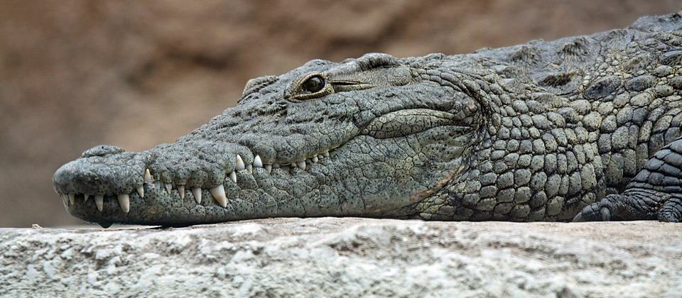 Close-up photograph of a Nile crocodile resting its head on a rock, showing rough, textured scales, a prominent eye ridge, and sharp interlocking teeth along its powerful snout.