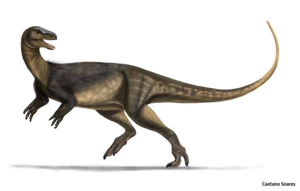 A life restoration of Saturnalia tupiniquim, a dinosaur walking on a plain white background.