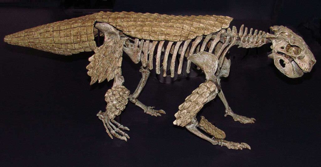Mounted skeleton of *Simosuchus clarki*, an unusual short-snouted notosuchian from the Late Cretaceous, displayed in a crouched pose with distinctive boxy skull, heavily armoured back, and stubby limbs, resembling a terrestrial, armadillo-like crocodile.