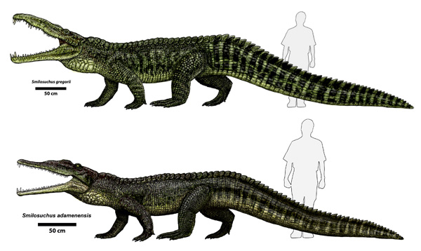 Illustration comparing two species of *Smilosuchus*, large Triassic phytosaurs, with scale bars and human silhouettes for reference. *Smilosuchus gregorii* (top) has a more robust body and wider jaw, while *Smilosuchus adamanensis* (bottom) is slightly more slender, both featuring long snouts, scaly skin, and crocodile-like builds.
