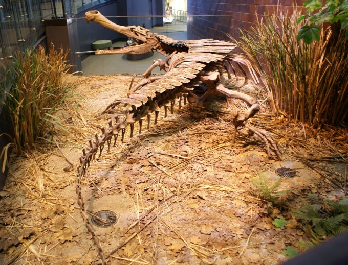 Mounted skeleton of Sarcosuchus imperator, a giant prehistoric crocodyliform often called "SuperCroc," displayed in a museum diorama with artificial foliage and leaf litter, showing its elongated snout, massive body, and heavy armour plating in a life-like lounging pose