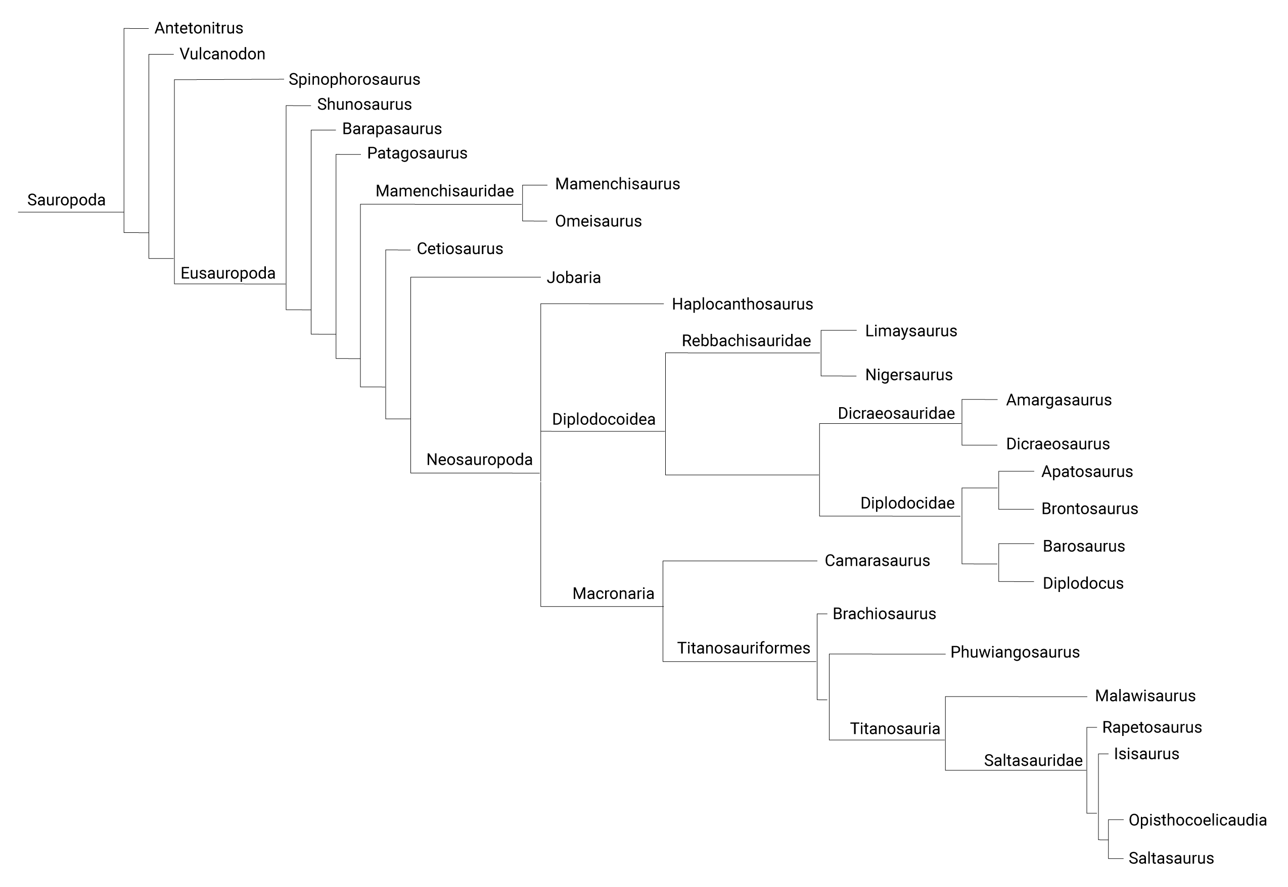 Cladogram showing evolutionary relationships between sauropod species.