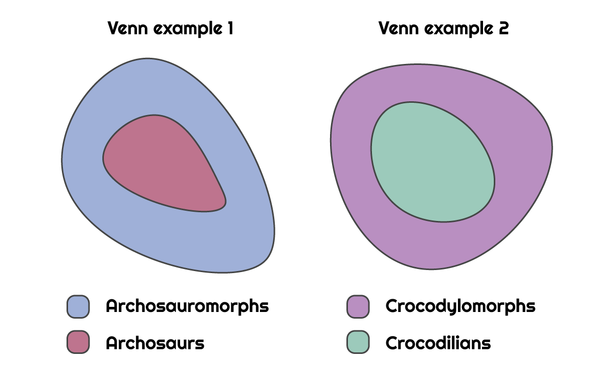 Venn diagram with two examples illustrating evolutionary relationships; the first shows archosaurs as a smaller group entirely within the larger group archosauromorphs, while the second shows crocodilians as a subset entirely enclosed within crocodylomorphs, demonstrating that both archosaurs and crocodilians are nested within broader clades.