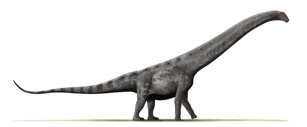 Life reconstruction of Argentinosaurus on a white background.