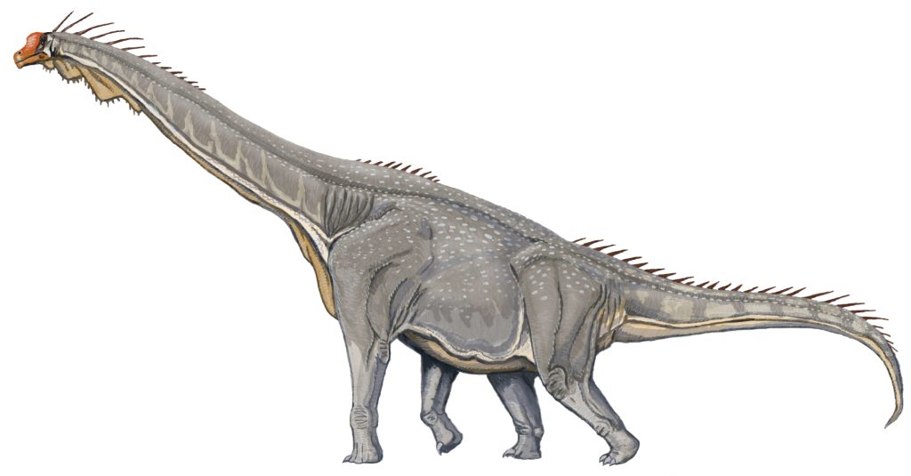 Life reconstruction of Brachiosaurus  on a white background.