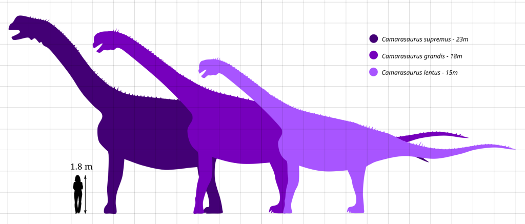 Size comparison graphic between an 1.8 m human woman and three species of Camarasaurus. Camarasaurus supremus (23 m), Camarasaurus grandus (18 m), and Camarasaurus lentus (15 m).