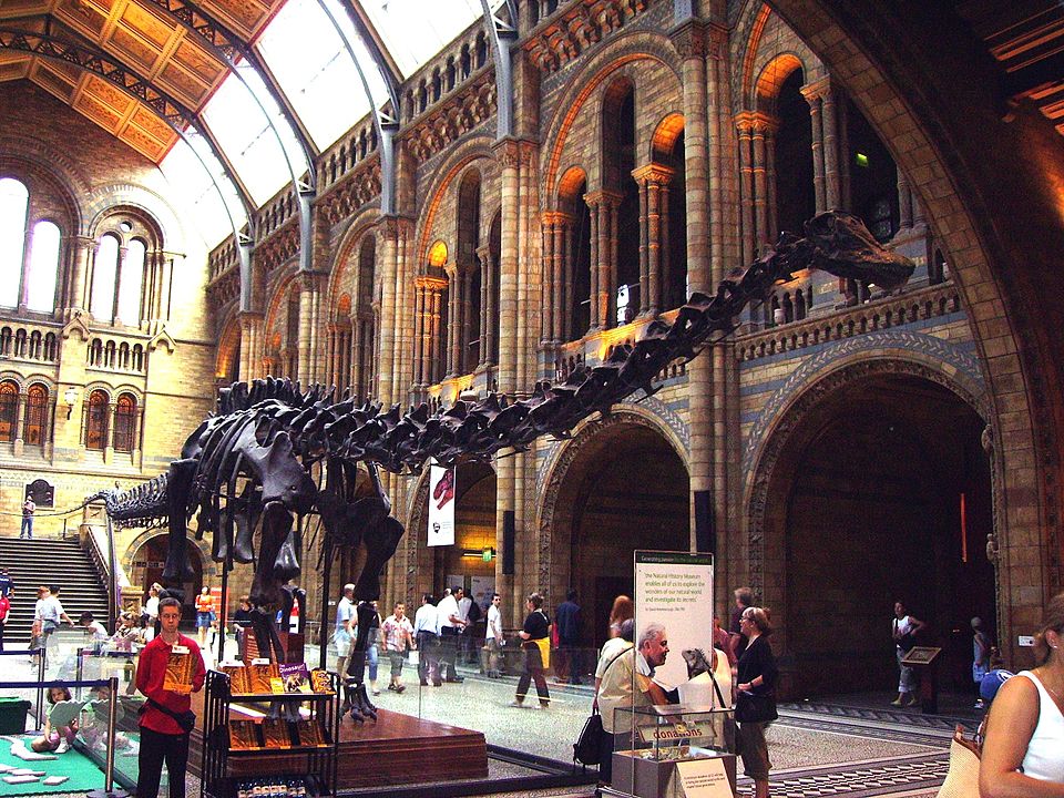 Skeleton of a Diplodocus in its recent posture, on display at the Natural History Museum in London.