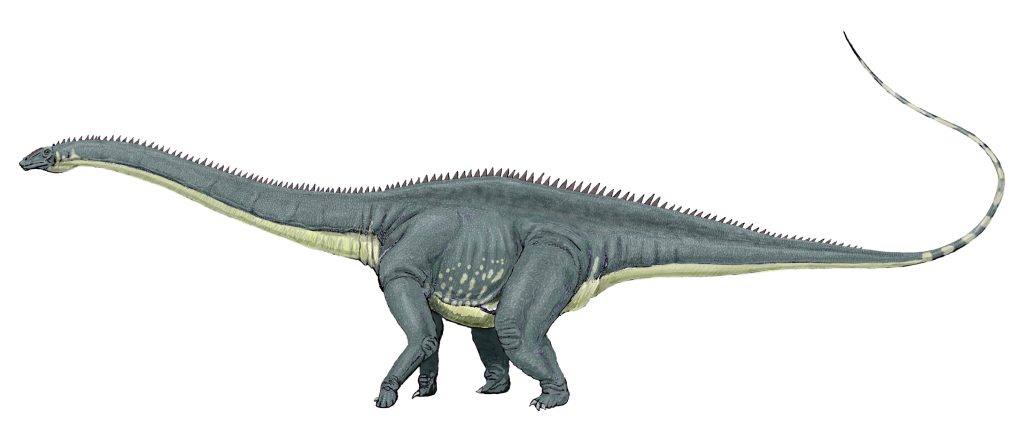 A Diplodocus longus, a long-legged dinosaur with a lengthy tail, stands in a white background.