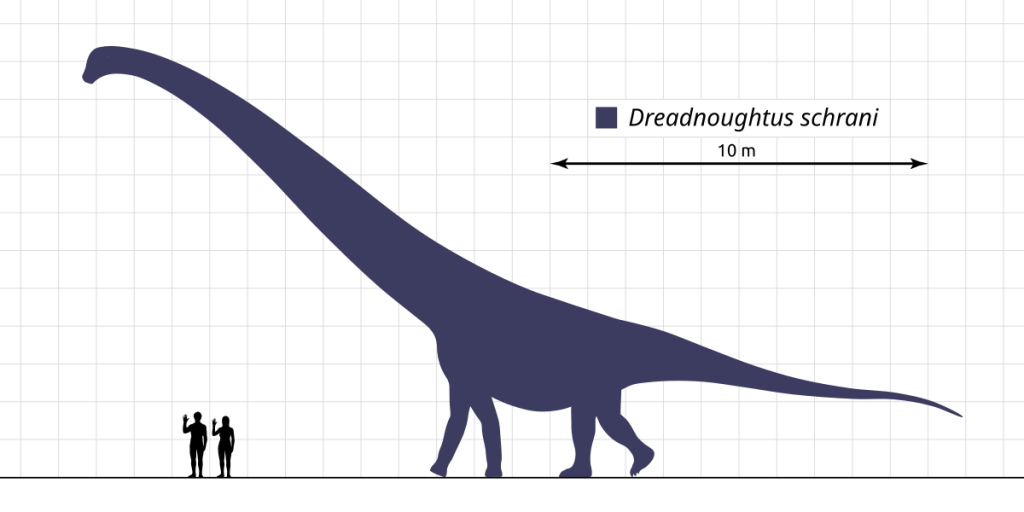 Size comparison graphic between two humans (male and female) and a giant Dreadnoughtus schrani.