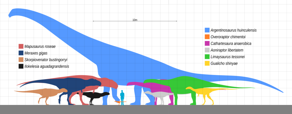 Size comparison graphic between an Argentinosaurus and other dinosaurs of the same period.